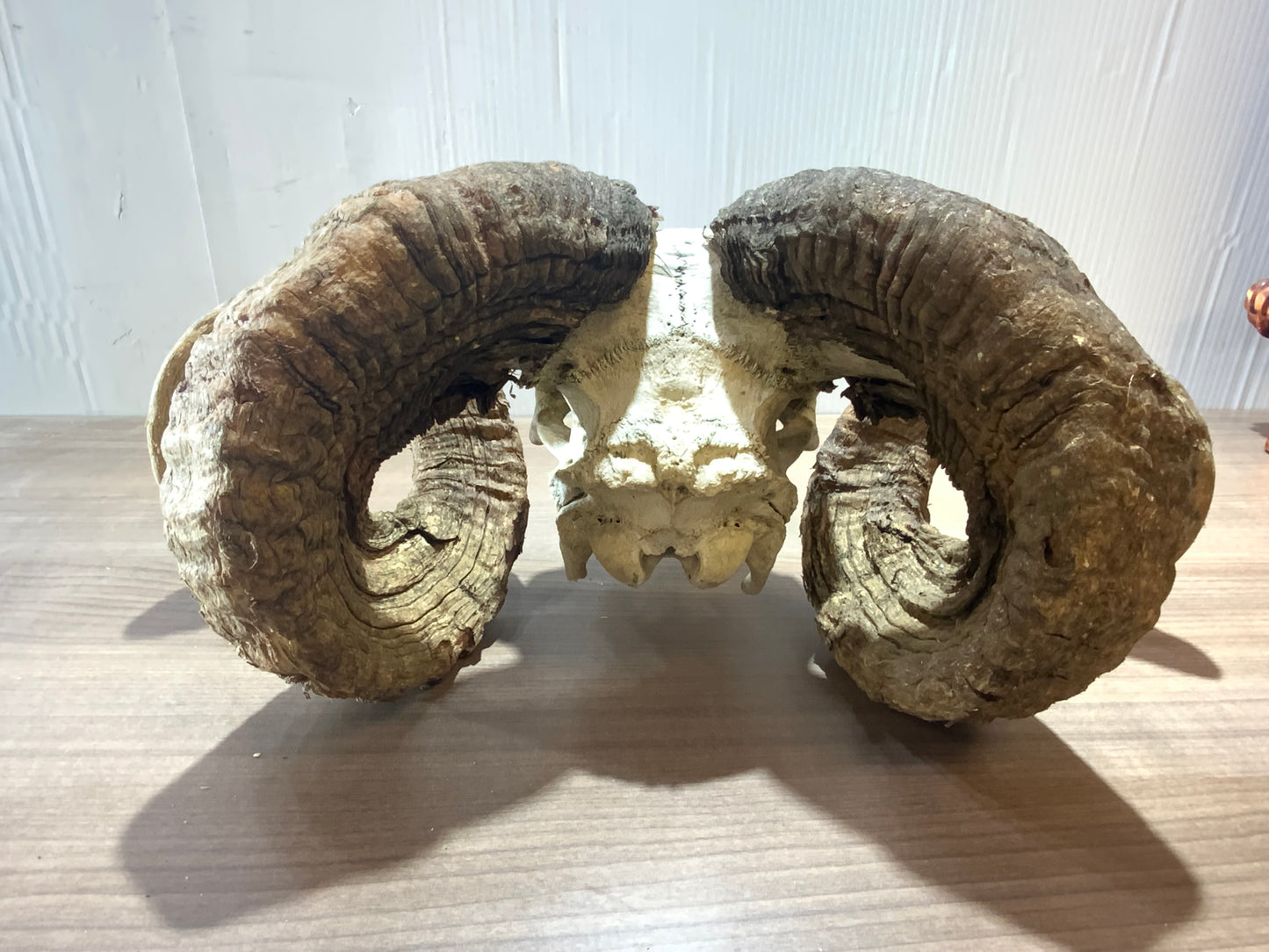 USED Large Ram Skull TaxIdemy Head