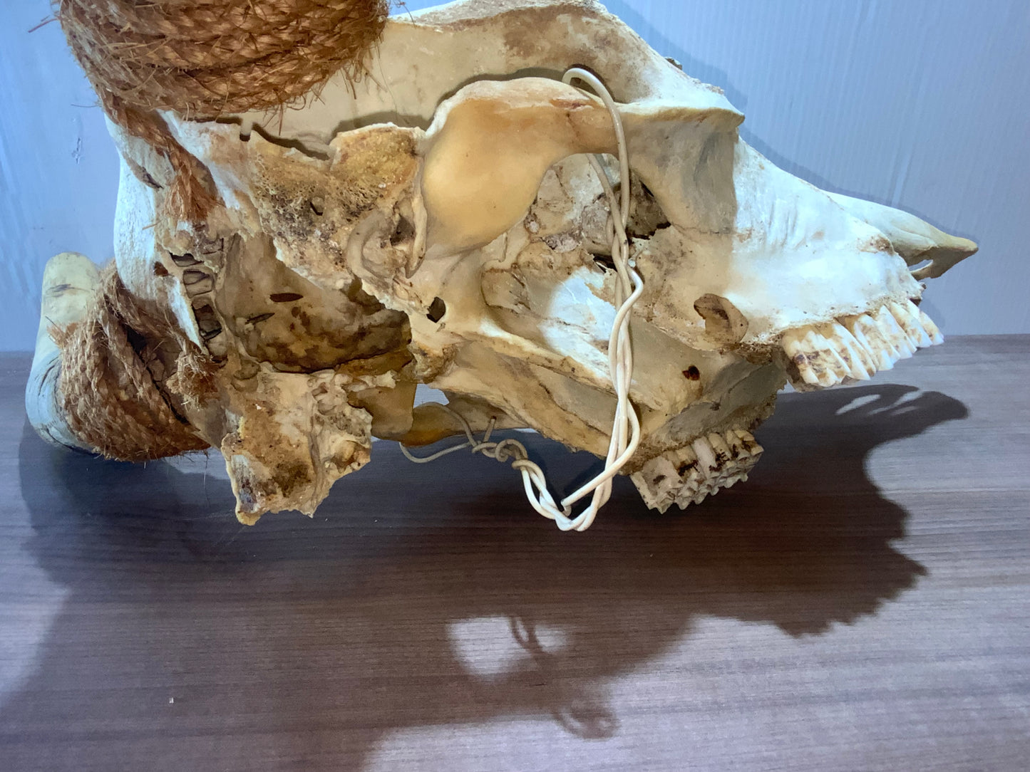 USED Steer Skull 19" Wide Horns, Cow Bull Skull