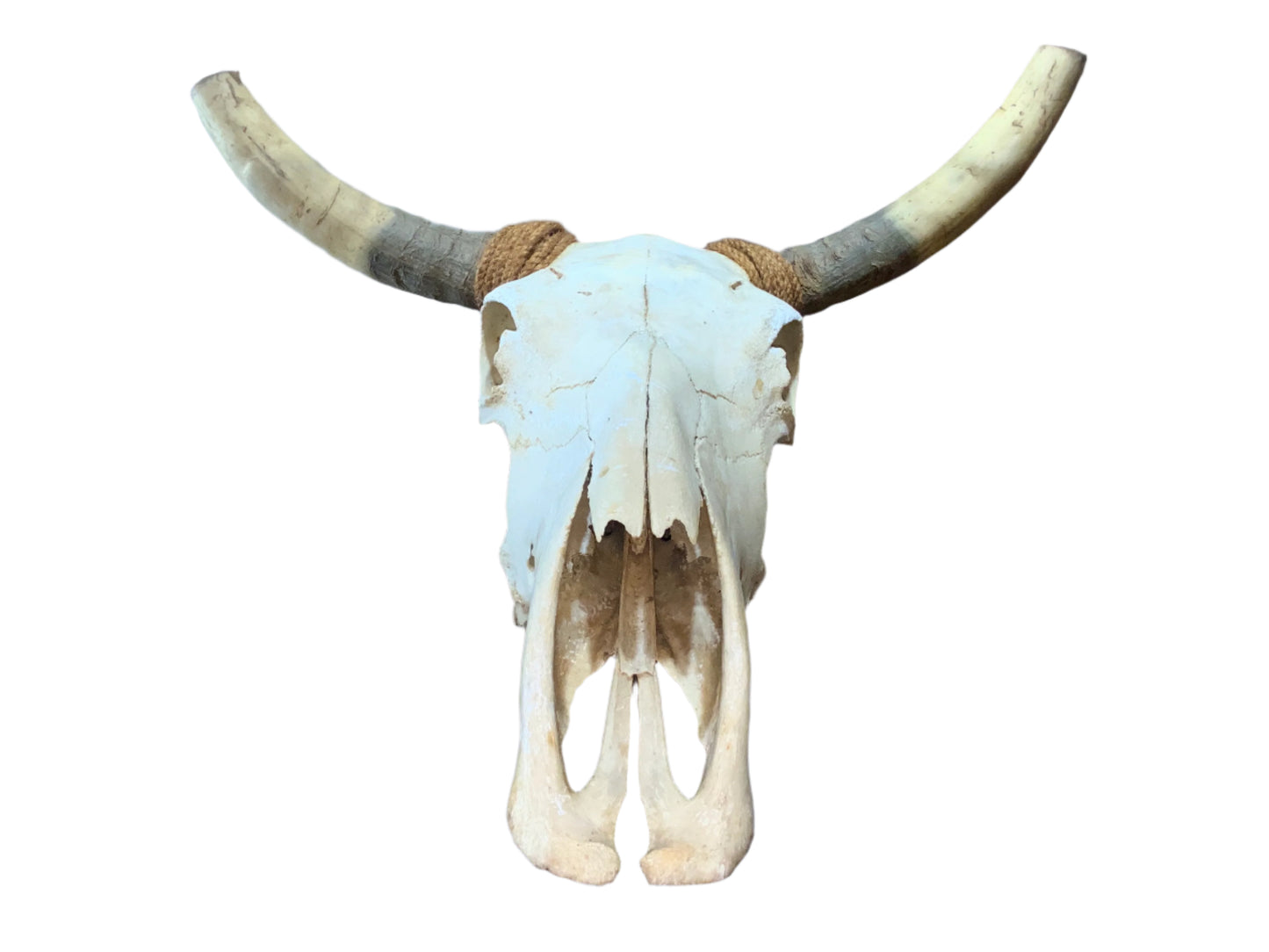 New Steer Skull 19" Wide Horns, Cow Bull Skull