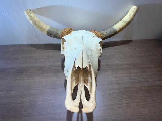 NEW STEER SKULL 19" WIDE HORNS, COW BULL SKULL