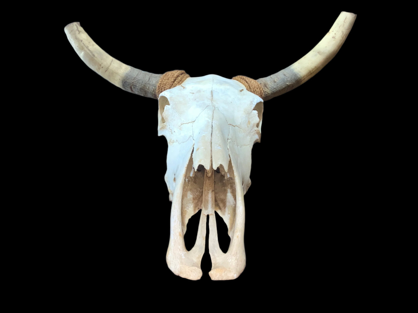 New Steer Skull 19" Wide Horns, Cow Bull Skull