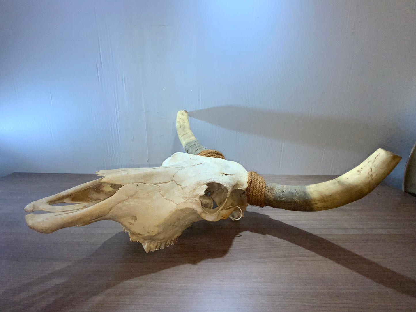 New Steer Skull 19" Wide Horns, Cow Bull Skull