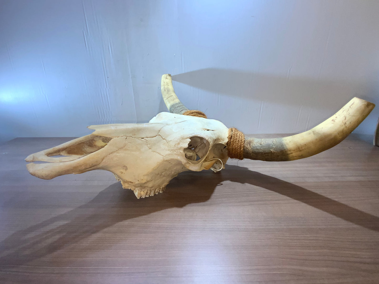 New Steer Skull 19" Wide Horns, Cow Bull Skull