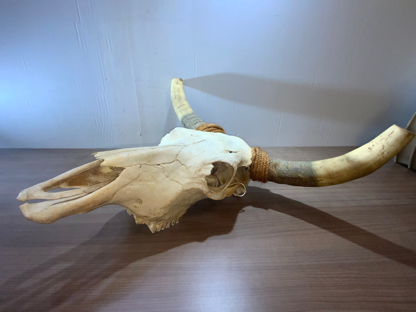 New Steer Skull 19" Wide Horns, Cow Bull Skull
