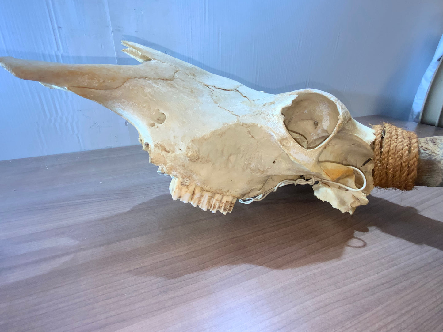 New Steer Skull 19" Wide Horns, Cow Bull Skull