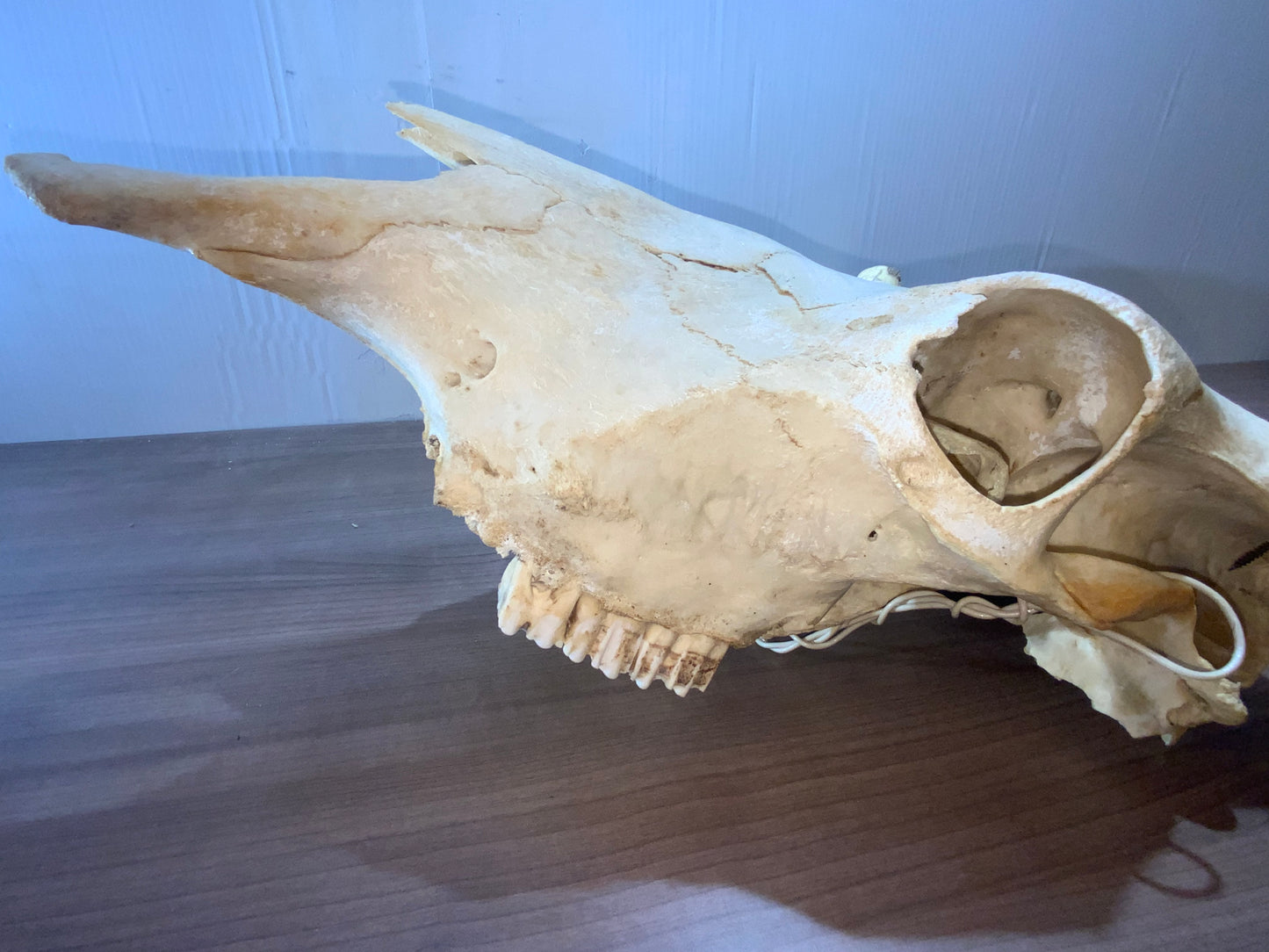 New Steer Skull 19" Wide Horns, Cow Bull Skull