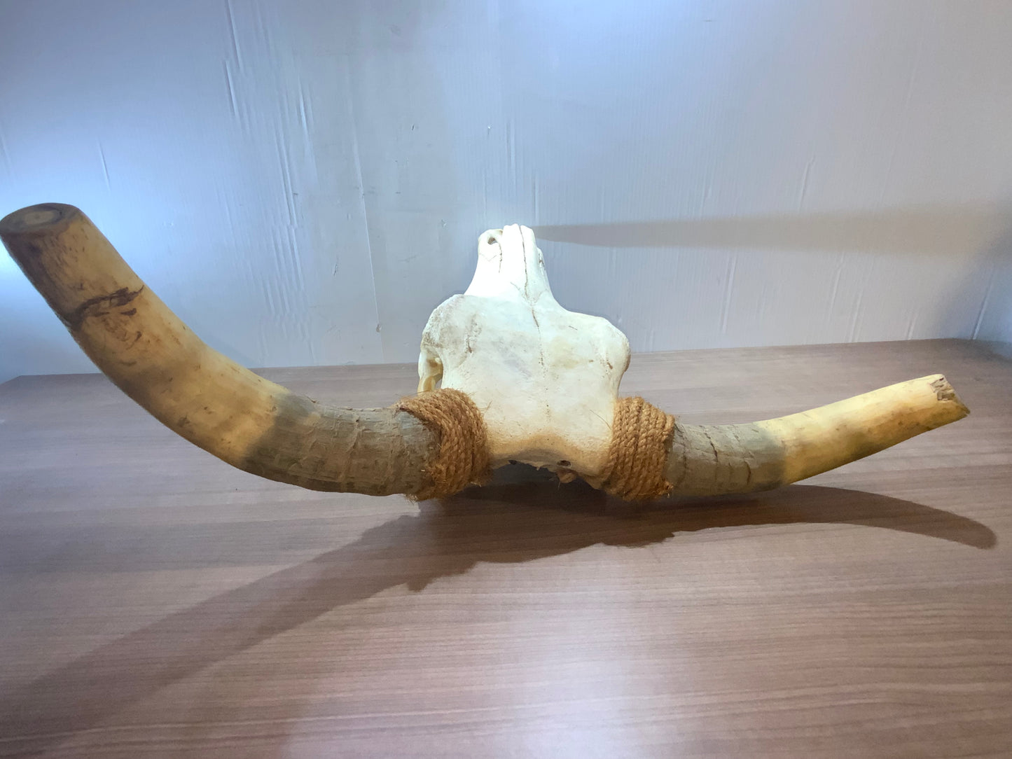 New Steer Skull 19" Wide Horns, Cow Bull Skull