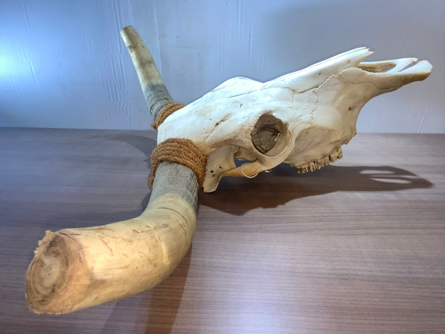 New Steer Skull 19" Wide Horns, Cow Bull Skull