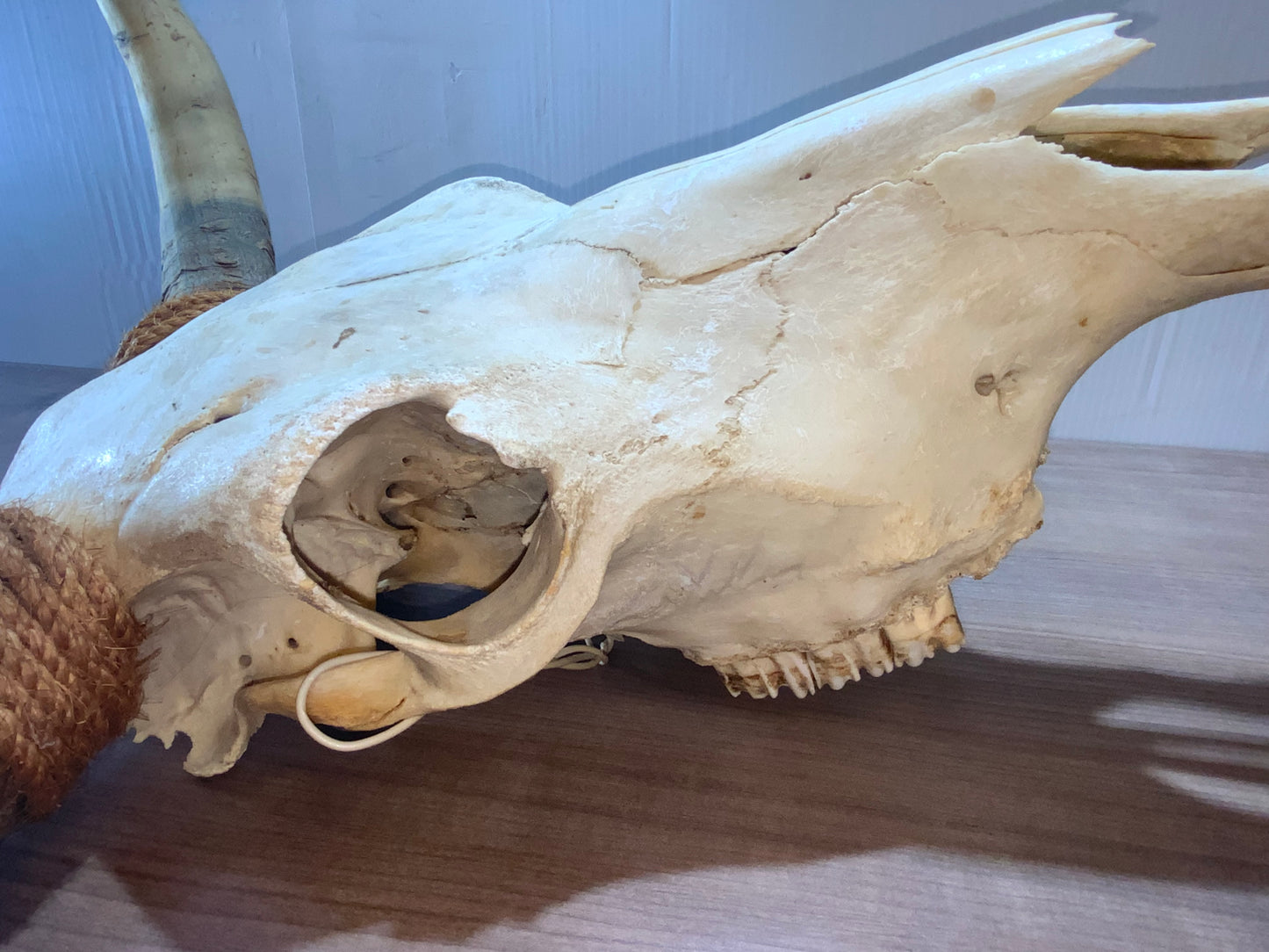 New Steer Skull 19" Wide Horns, Cow Bull Skull